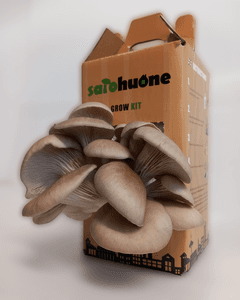 Grow Kit Osterivinokas